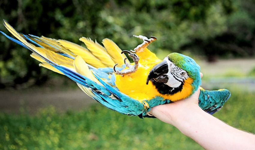 Selecting The Right Pet Bird For Kids Affordable Pet Center, Inc