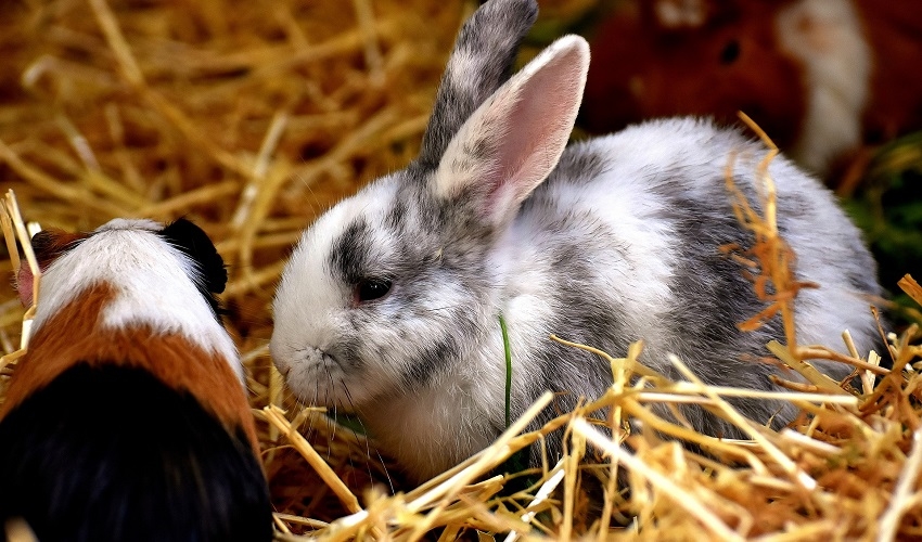 Small Animal Litter Training Bothell Feed Center, Inc. Bothell, WA
