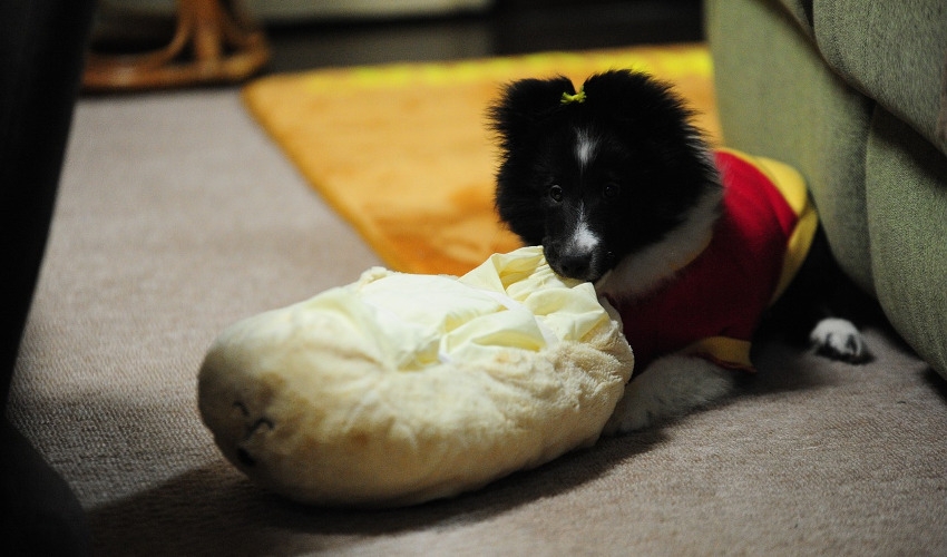 How to Control Bad Dog Behavior BarkMart, Inc. Graniteville, SC