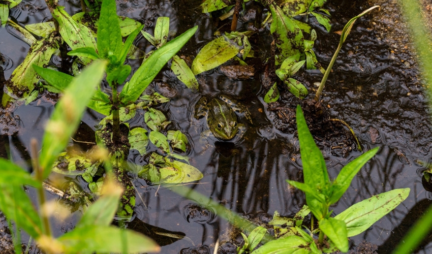 Best Pond Soil Types Family Farm & Garden