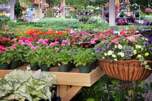 Our Gallery | Shoal Creek Nursery LLC | Austin, TX