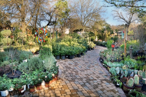 Our Gallery | Shoal Creek Nursery LLC | Austin, TX