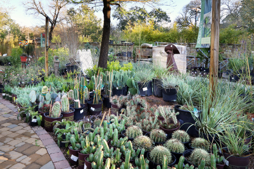 Our Gallery | Shoal Creek Nursery LLC | Austin, TX