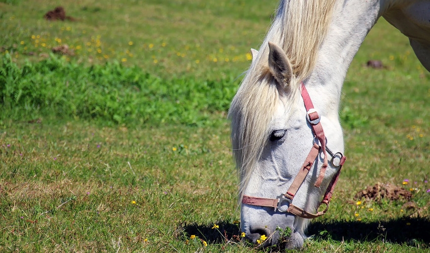 Refeeding the Malnourished Horse Family Farm & Garden