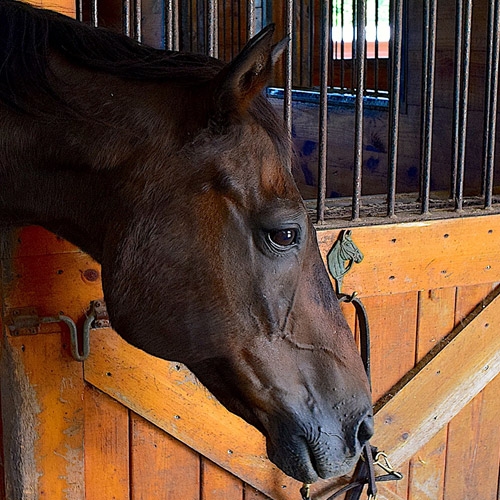 Browse Online View Our Products Maher Feed & Pet Supply