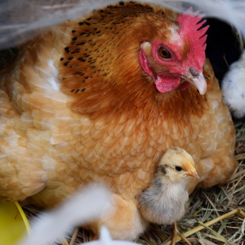 Browse Online - View Our Products | Maher Feed & Pet Supply