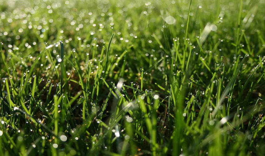 Renovate Your Lawn This Spring Grand Rental Station of Bellefontaine, OH