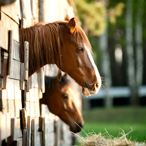 InStore Departments Clyde's Feed & Animal Center Hamburg, NY Lockport, NY