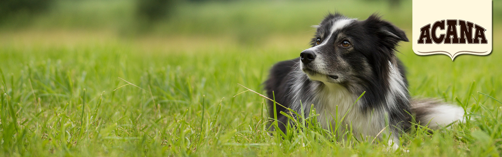 Pet Supplies in Highland MI, Pet Supplies in Holly MI, Dog Grooming