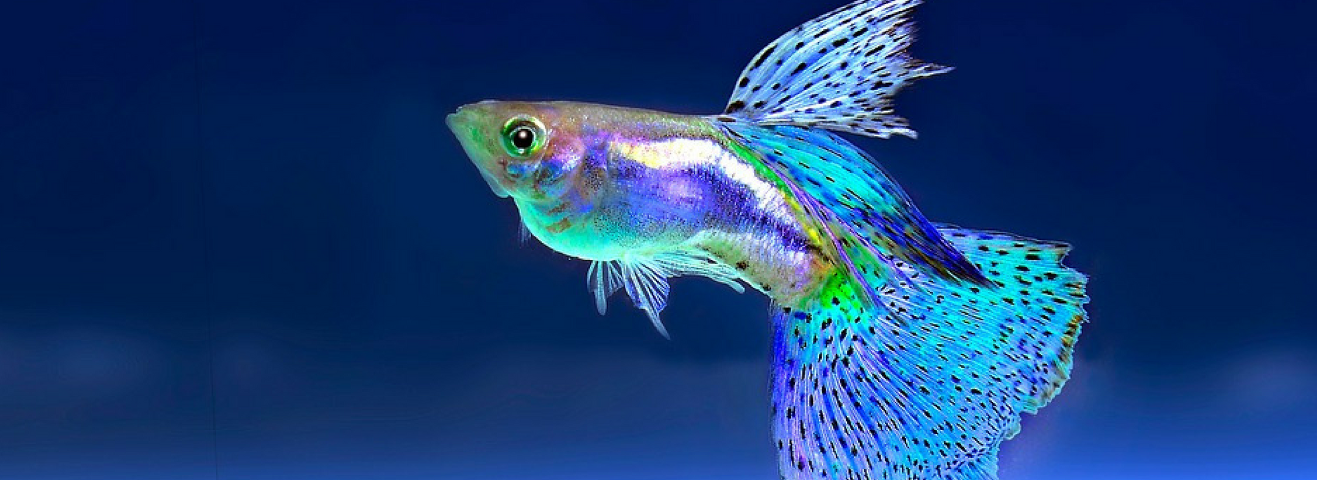 Winchester Aquarium & Pet Center Fish, Reptiles, Small Animals