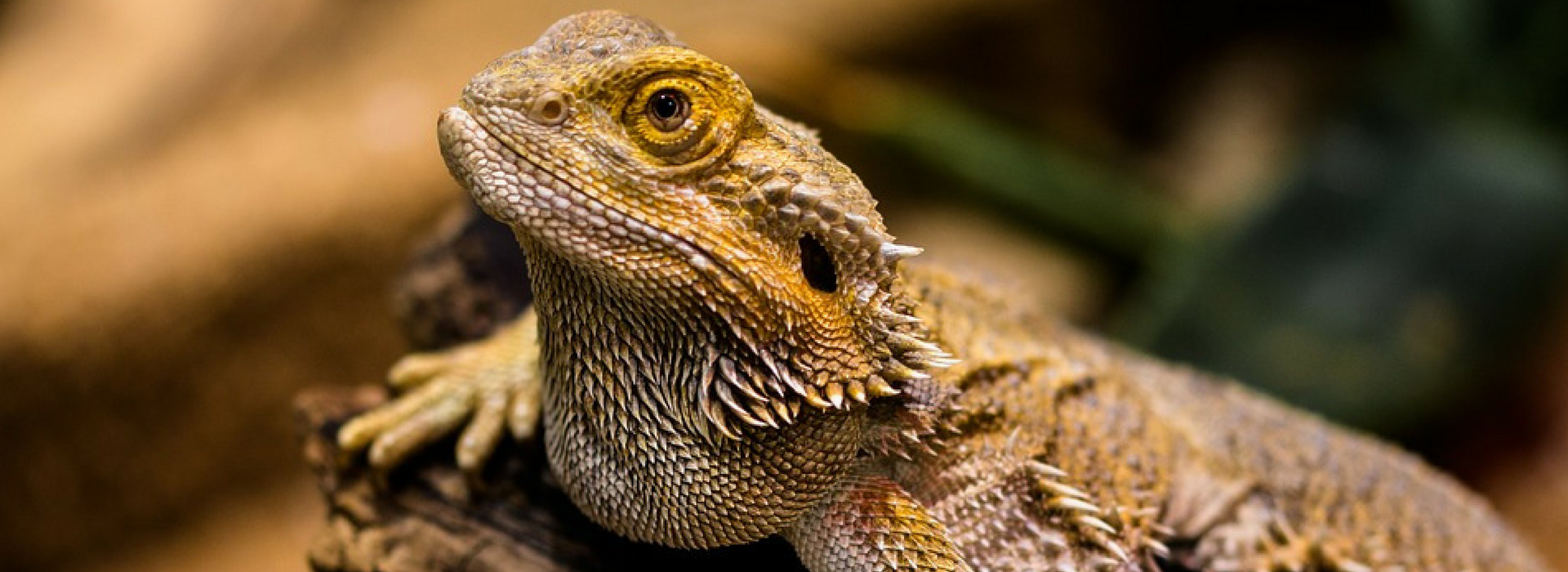 Winchester Aquarium & Pet Center Fish, Reptiles, Small Animals