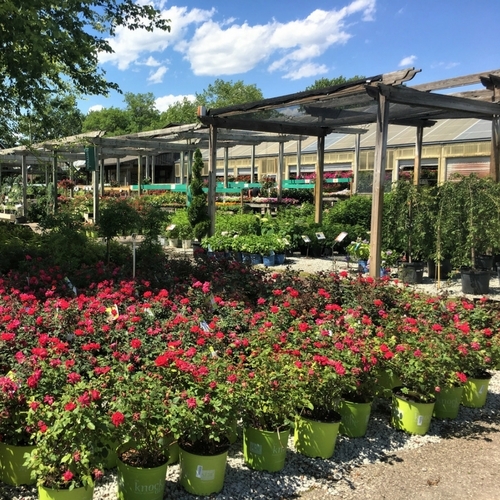 Nursery Walnut Ridge Nursery and Garden Center Jeffersonville, IN