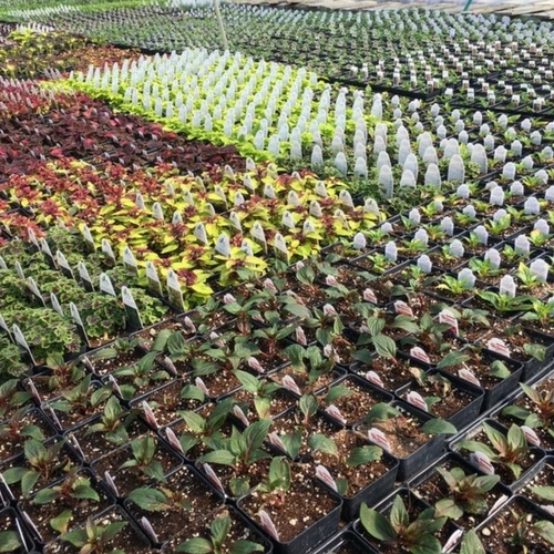 Check Out Our Gallery Walnut Ridge Nursery and Garden Center