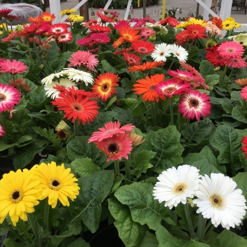 Check Out Our Gallery Walnut Ridge Nursery and Garden Center