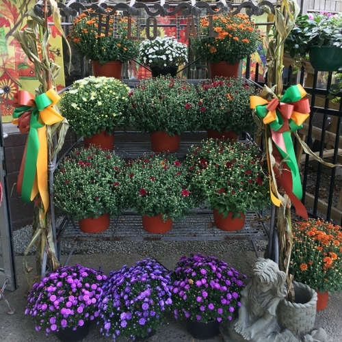 Check Out Our Gallery Walnut Ridge Nursery and Garden Center
