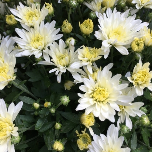 Check Out Our Gallery Walnut Ridge Nursery and Garden Center