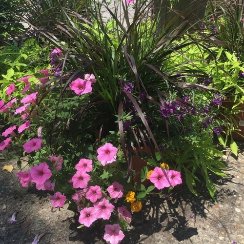 Check Out Our Gallery Walnut Ridge Nursery and Garden Center