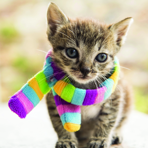 cat collar accessories