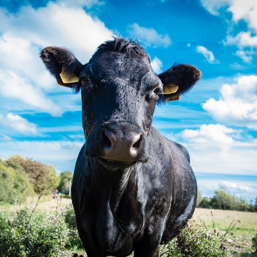  North Arkansas Livestock Auction, Inc. Green Forest, AR 72638