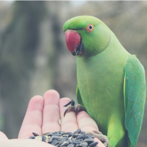 To AfFORDable Pet Center Pet Supplies, Pet Food, Garden