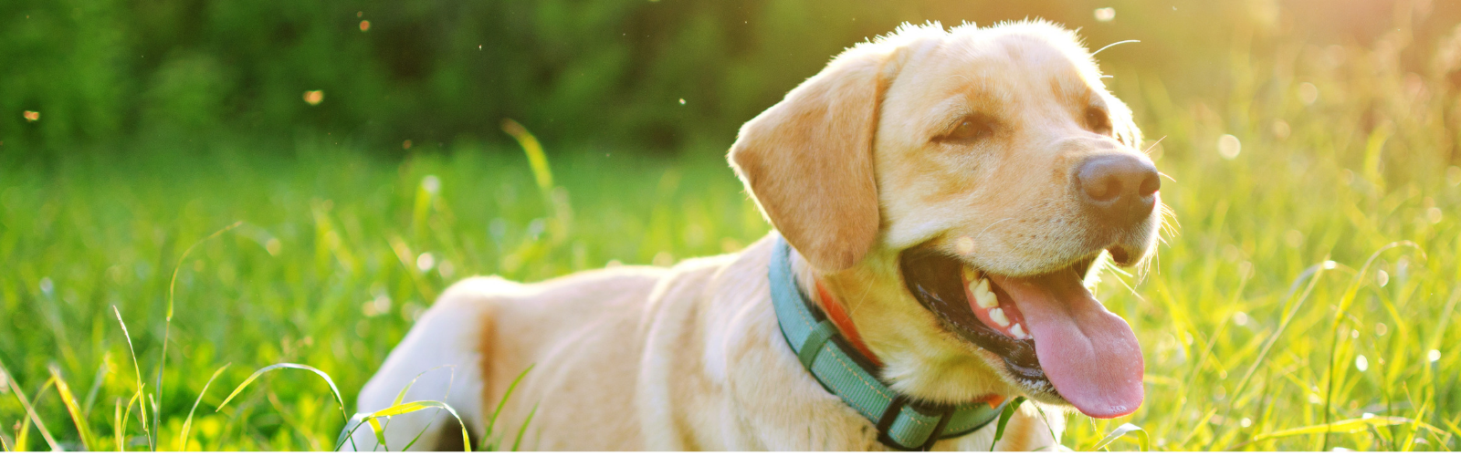 To AfFORDable Pet Center Pet Supplies, Pet Food, Garden Affordable Pet Center, Inc