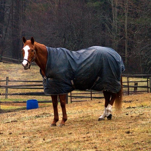 Services, Horse Blanket Cleaning, Horse Blanket Repair, Curbside Pickup