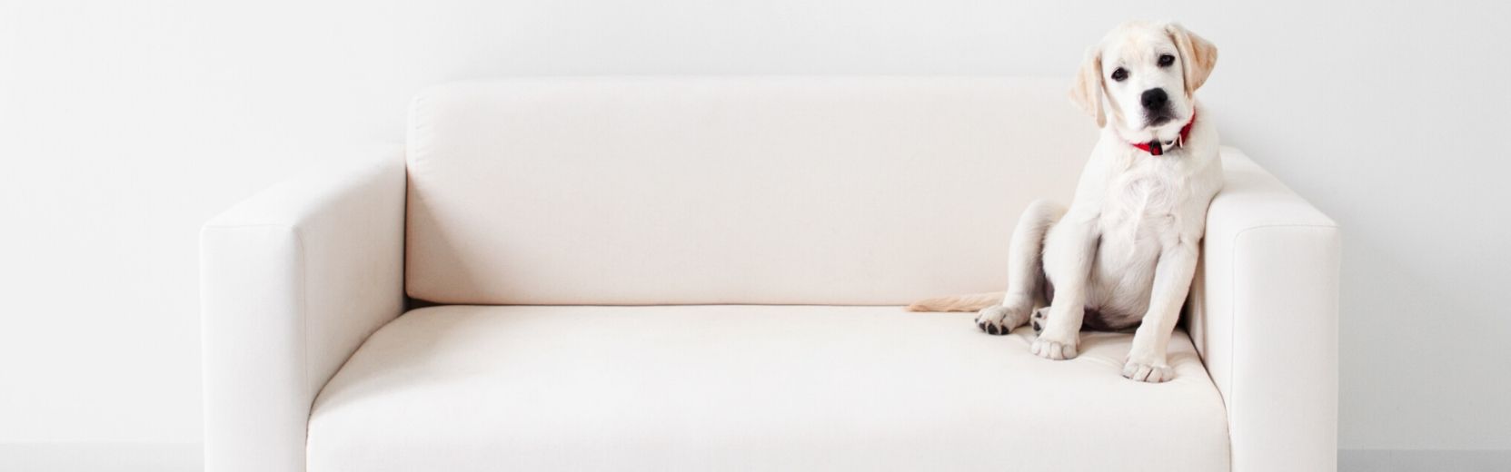 Canine Carousel Pet Supply & Salon Ashburn, Herndon, Pet Retail