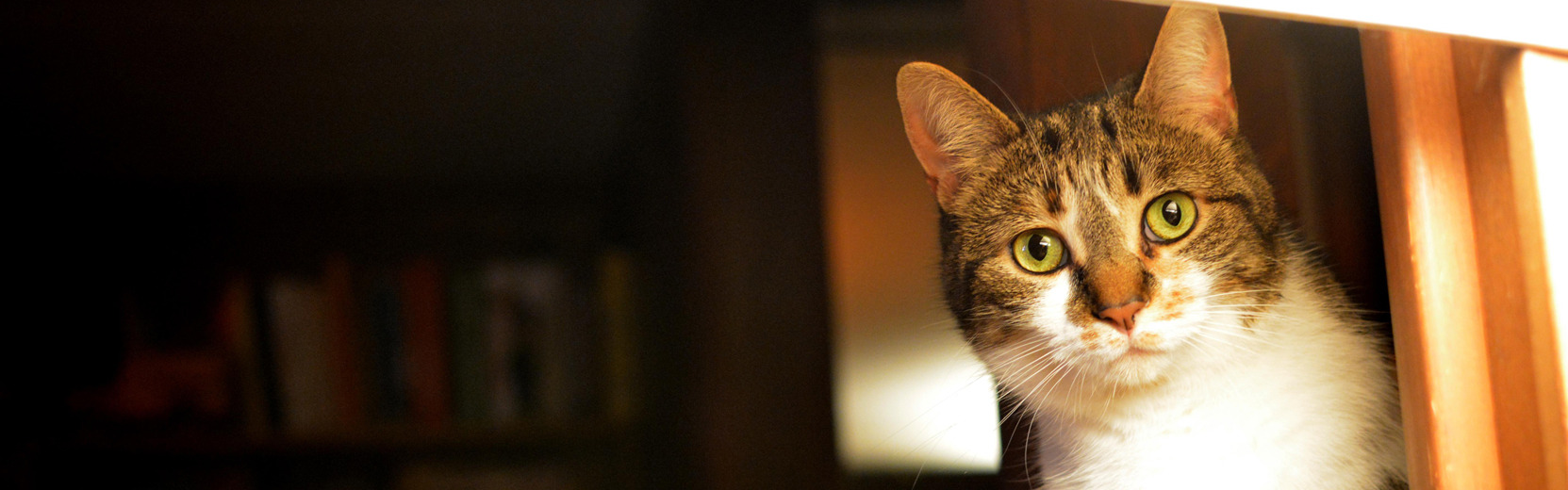 Canine Carousel Pet Supply & Salon Ashburn, Herndon, Pet Retail