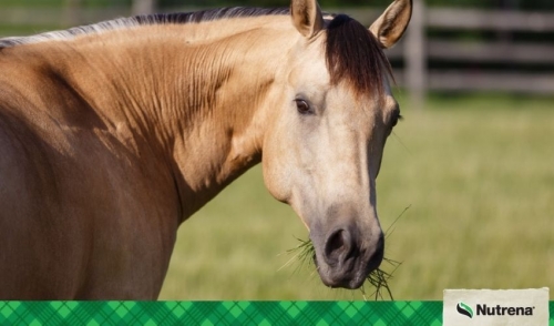 Equine Metabolic Syndrome (EMS) Feeding Strategies