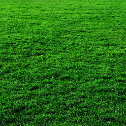 Lawn and Garden Radio Grove Hardware Farm Supply & Feed Raymond, NH