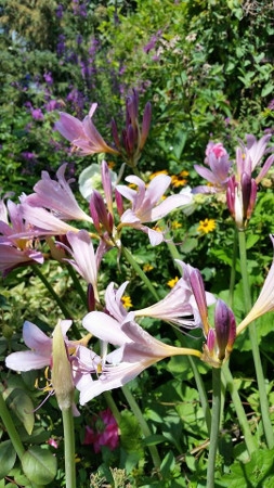 'Naked Ladies / 'Resurrection Lilies 'Lycoris' | East River Nursery
