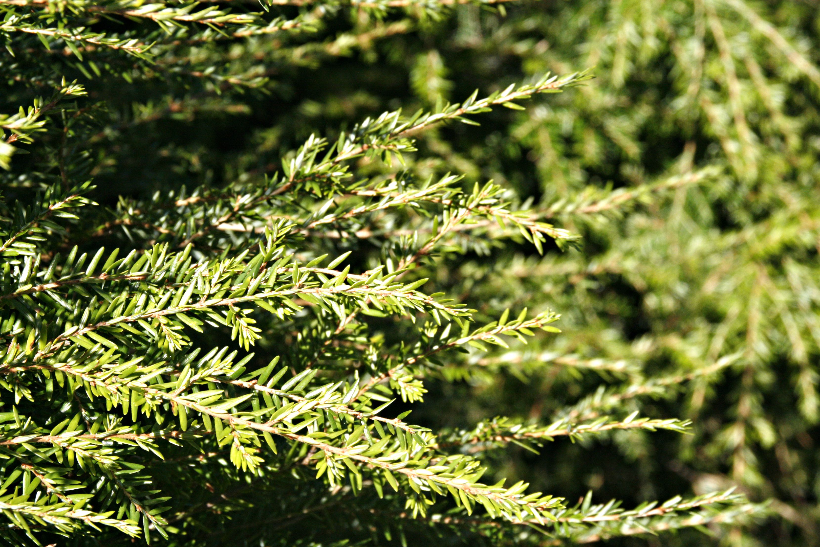 Canadian Hemlock Sawyer Garden Center Sawyer, MI
