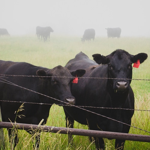 Product Catalog, Horse Supplies, Horse Feed, Cattle Supplies, Cattle