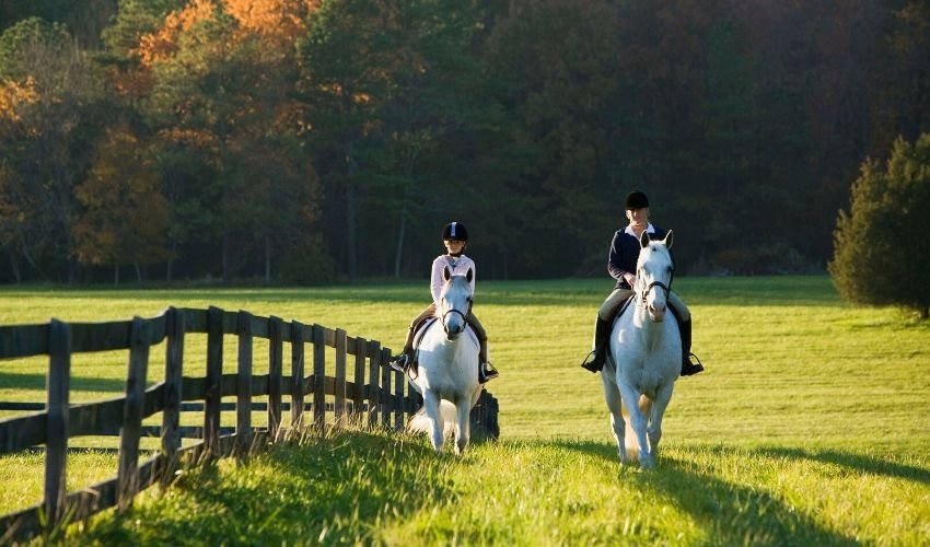 Hot Weather Horse Riding Tips HC Summers Feed & Supply Jefferson, MD