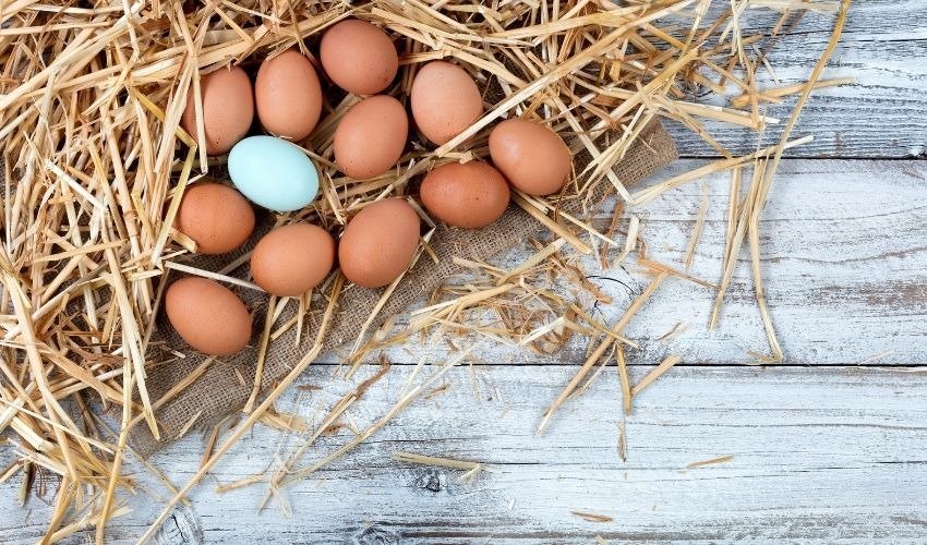 Why Do My Chicken Eggs Look Different? Coryell Feed & Supply