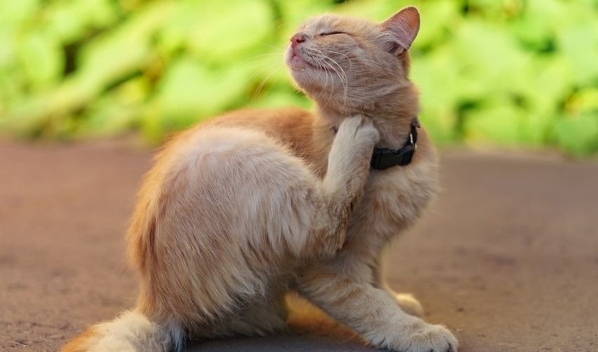 How to Treat Ringworm in Dogs and Cats Affordable Pet Center, Inc