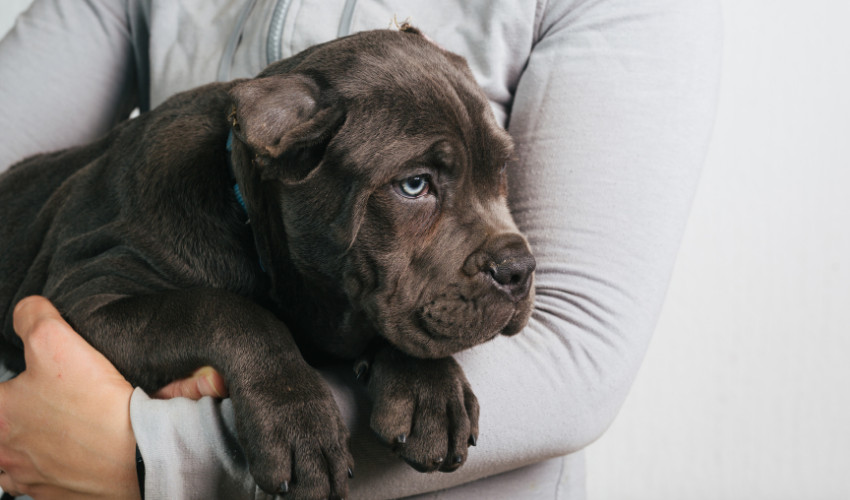 Cushing’s Disease in Dogs Affordable Pet Center, Inc. Northampton, PA