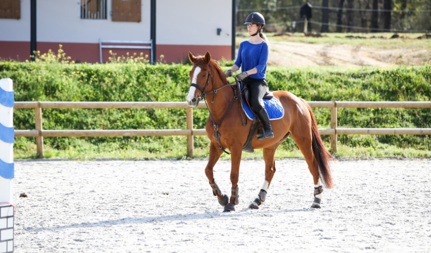 Greensburg Agway Essential Tips to Optimally Prepare Your Horse for Competition Greensburg