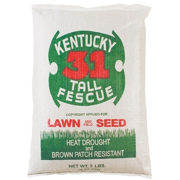 Kentucky 31 Tall Fescue Lawn & Garden and Field Seed Parksley