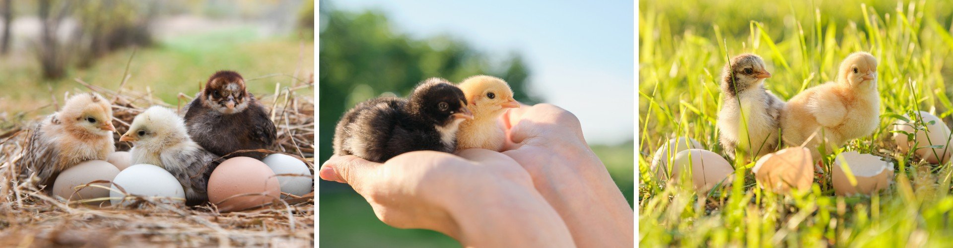 Liberty Agway Home & Garden Center | Your Locally Owned and Operated