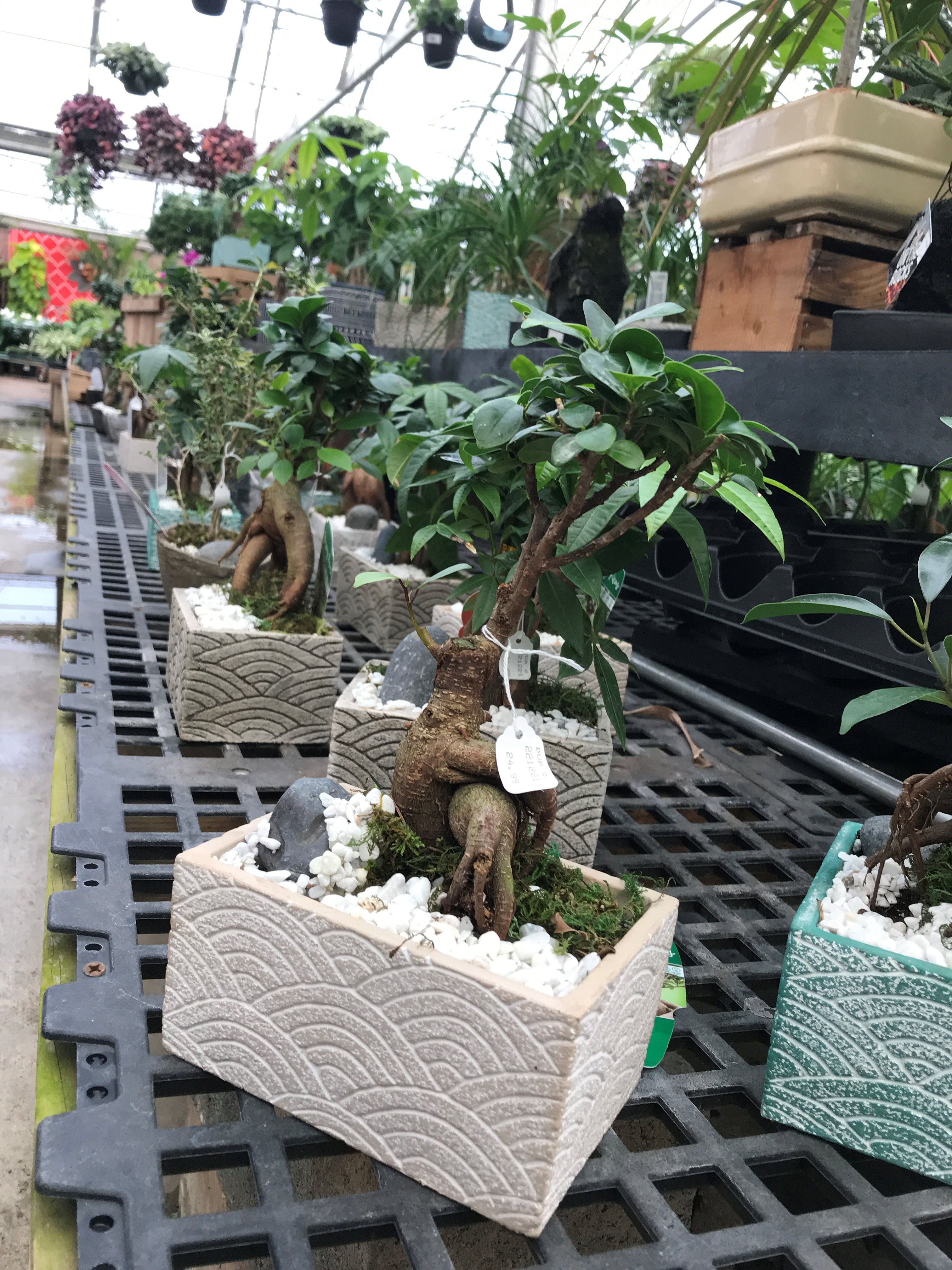 Bonsai Bob's Garden Center Egg Harbor Township, NJ