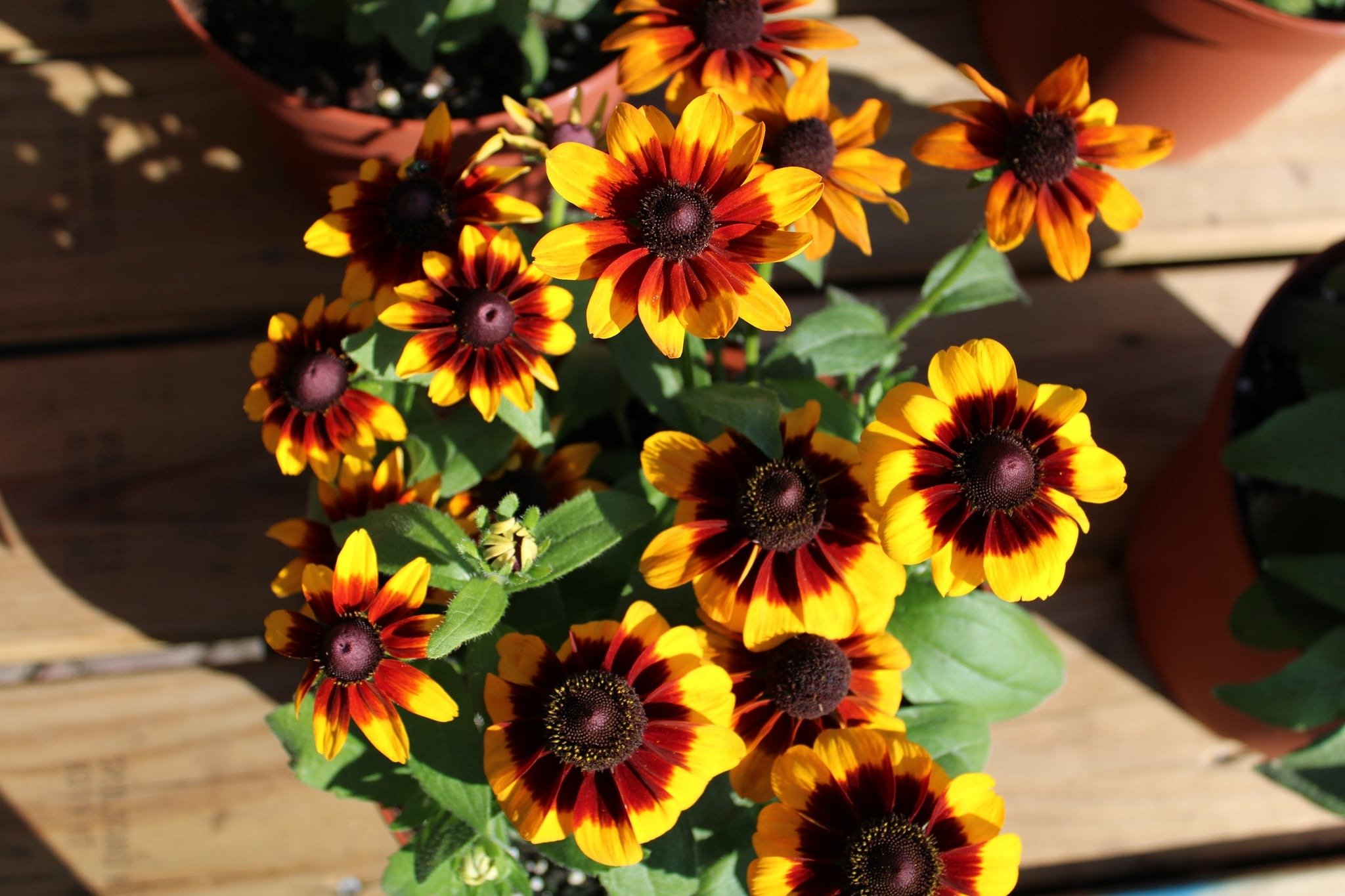 Rudbeckia Black Eyed Susans Bob's Garden Center Egg Harbor
