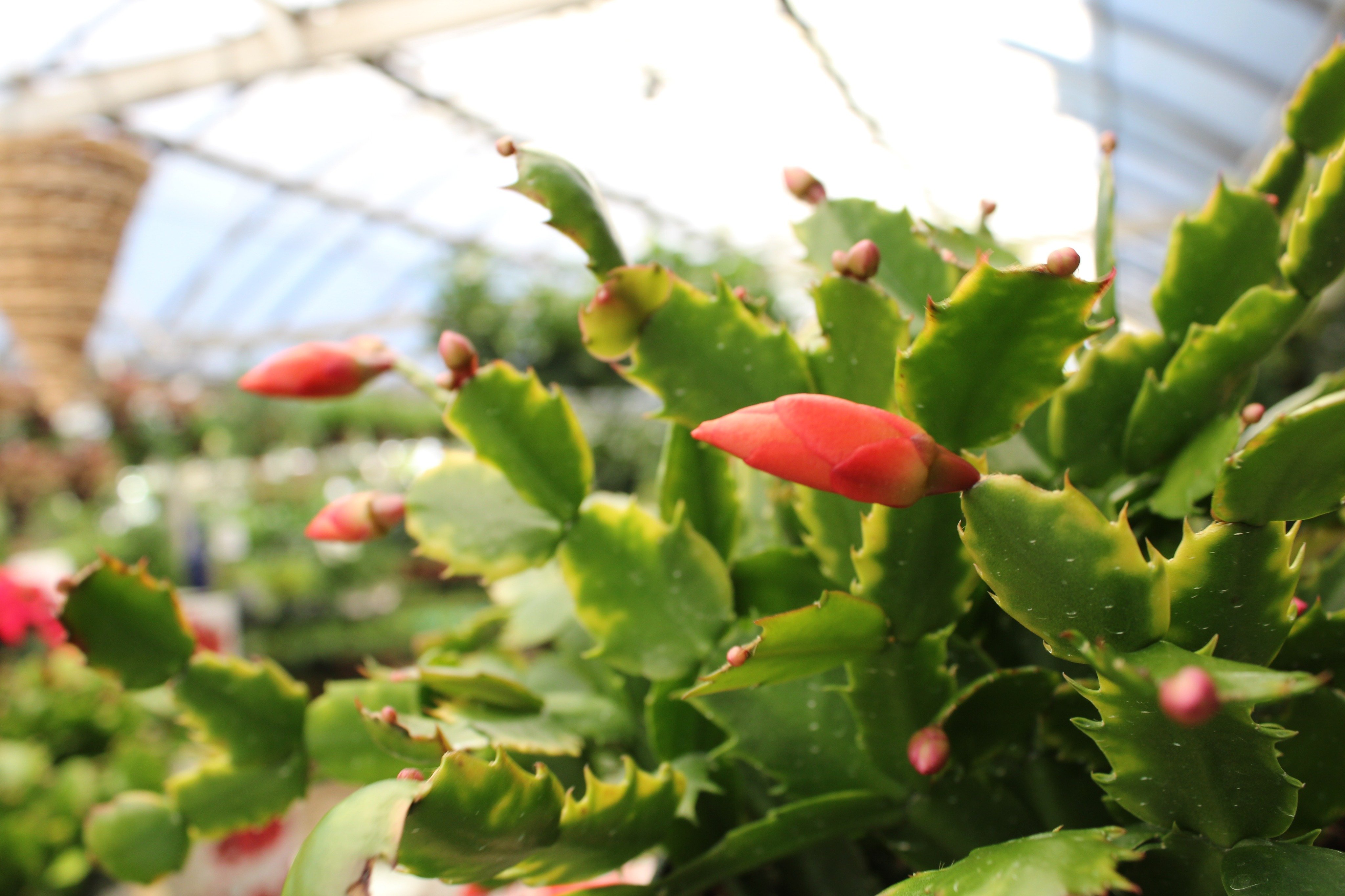 Christmas Cactus Bob's Garden Center Egg Harbor Township, NJ