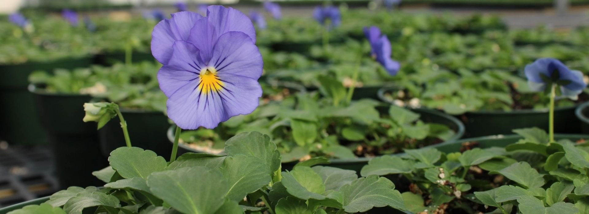 Bobs Garden Center, Garden Center South Jersey, Plant Nursery South