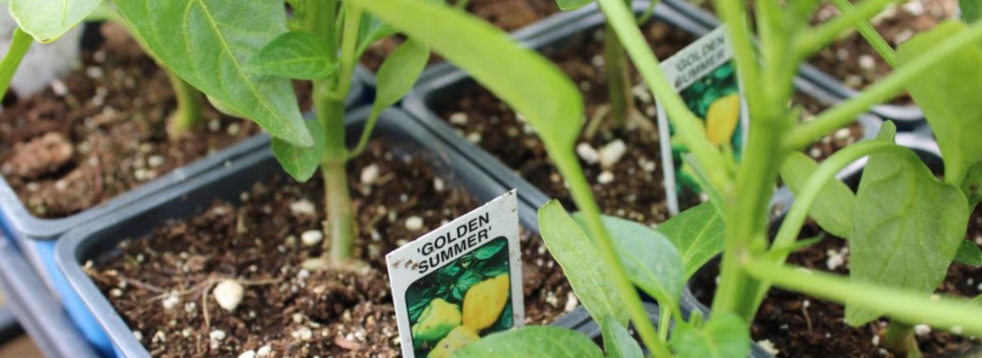 Bobs Garden Center, Garden Center South Jersey, Plant Nursery South