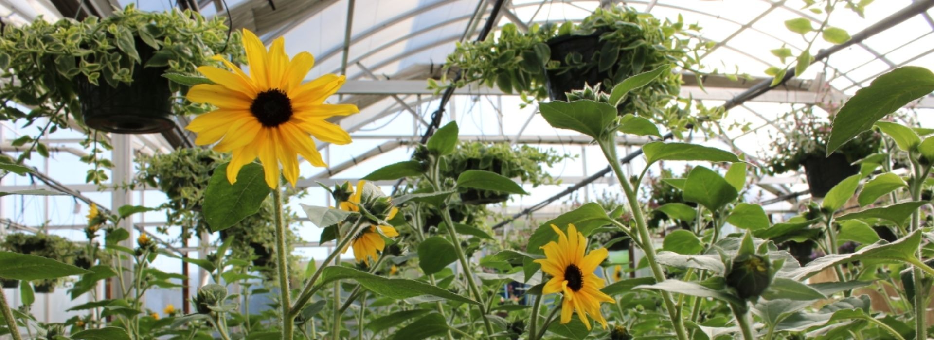 Bobs Garden Center, Garden Center South Jersey, Plant Nursery South