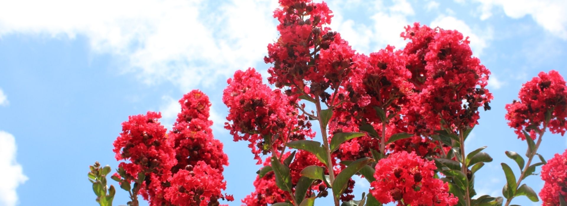 Bobs Garden Center, Garden Center South Jersey, Plant Nursery South