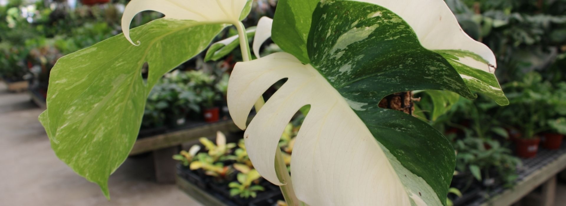 Bobs Garden Center, Garden Center South Jersey, Plant Nursery South