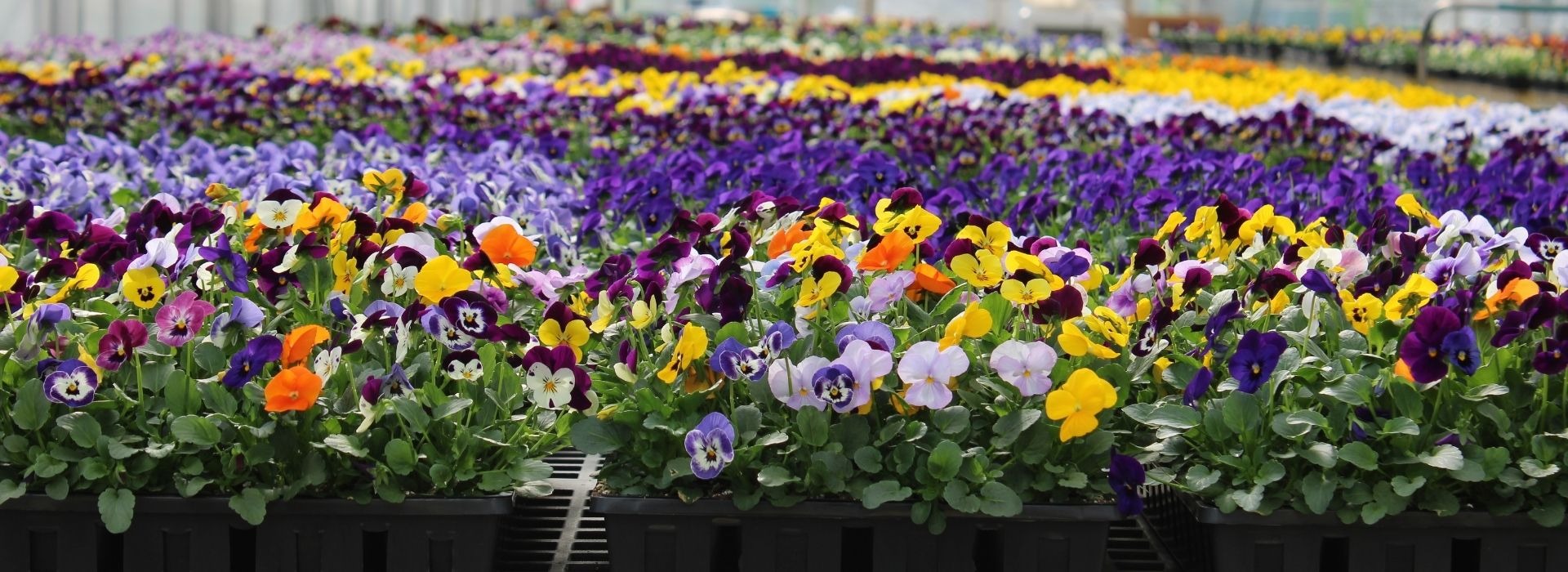 Bobs Garden Center, Garden Center South Jersey, Plant Nursery South