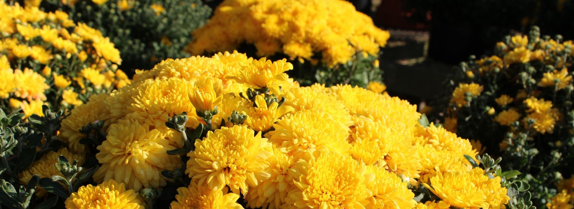 Bobs Garden Center, Garden Center South Jersey, Plant Nursery South